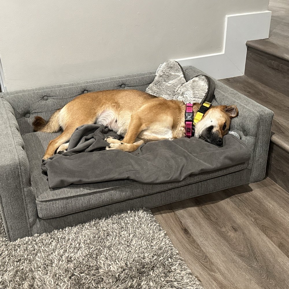 A Better Chance Rescue - Pet Adoption Near Me