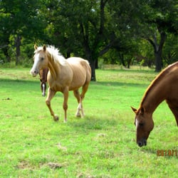 Clay Crossing - One or our therapy horses out grazing on our 400+ acres at Clay Crossing Treatment Center.