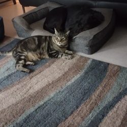 Mia The Pet Nanny