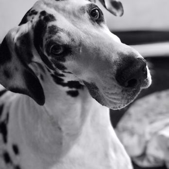 N2Spots Great Danes - N2Spots Punkie, harlequin female - Pet Breeders Near Me N2Spots Great Danes - N2Spots Punkie, harlequin female - Pet Breeders Near Me