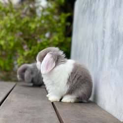 Bunny Lodge Rabbitry