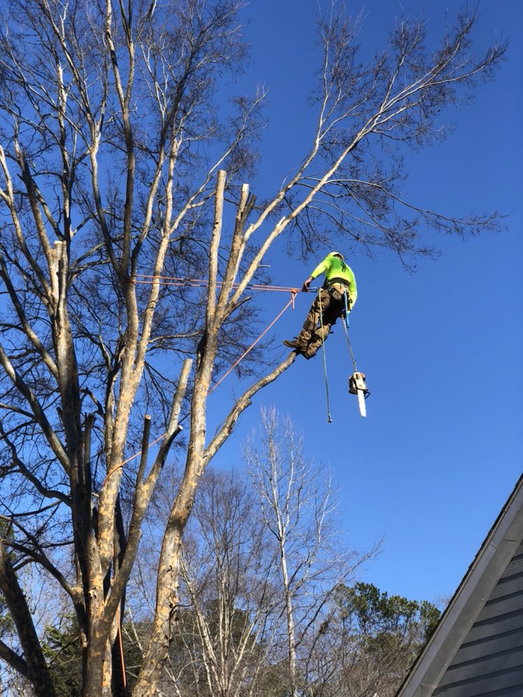 OUT ON A LIMB TREE SERVICE Updated September 2024 44 Photos & 20