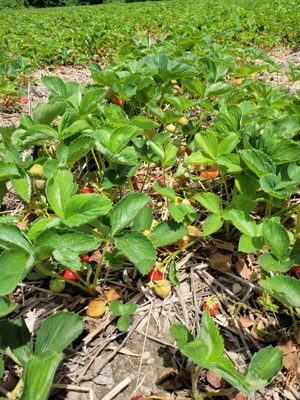 Sweet Berry Farm by null