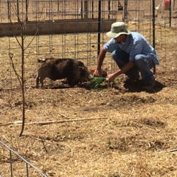 Cloud 9 Farms - Even grass fed pigs