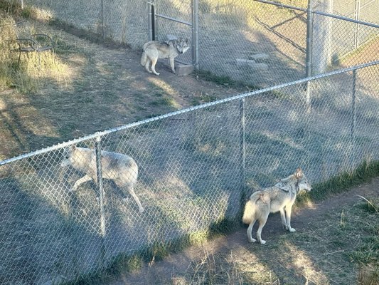 Howlers Inn B&B and Wolf Sanctuary, Bozeman MT Bed and Breakfast Lodging by null