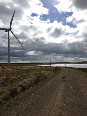 Whitelee wind farm by null