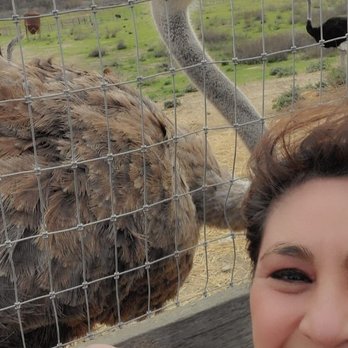 Ostrichland USA - Feeding the ostrich - Attraction Farms Near Me - Solvang, California Ostrichland USA - Feeding the ostrich - Attraction Farms Near Me - Solvang, California