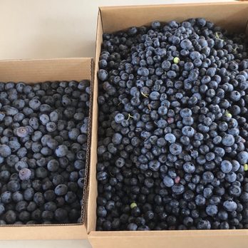 Mountainview Blueberry Farm - Our pick - Pick Your Own Farms Near Me - Snohomish, Washington Mountainview Blueberry Farm - Our pick - Pick Your Own Farms Near Me - Snohomish, Washington