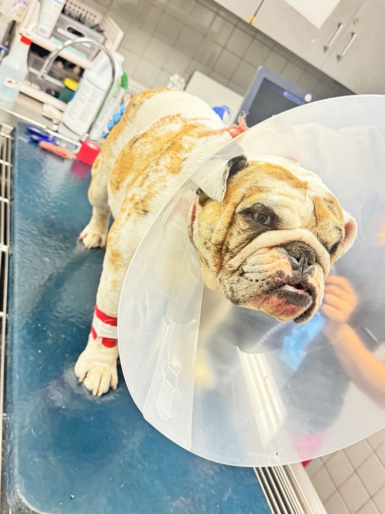 Free Animal Doctor - social services organization in Sierra Madre, CA