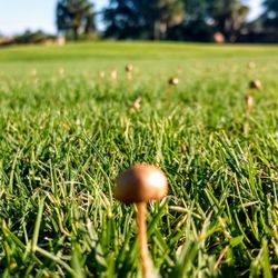 The Senator Course at Shula's Golf Club - Tiny mushrooms on the green