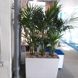 Access Plants