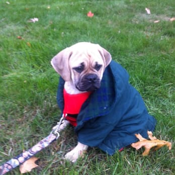 Shade Mountain Kennel - First day home from shade mountain! - Pet Services Near Me - Beaver Springs, Pennsylvania