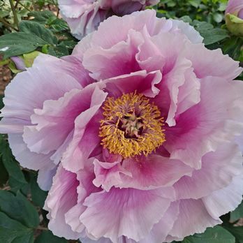 Bohemian Rose Designs - Landscaping Near Me - Mattituck, New York