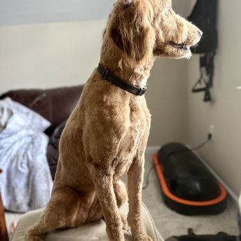 Urban Yap Pet Spa - Full groom de-shedding summer cut, no beard were our instructions! They nailed it! - Pet Groomers Near Me - Greer, South Carolina Urban Yap Pet Spa - Full groom de-shedding summer cut, no beard were our instructions! They nailed it! - Pet Groomers Near Me - Greer, South Carolina
