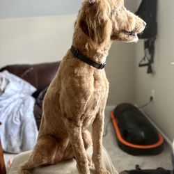 Urban Yap Pet Spa - Full groom de-shedding summer cut, no beard were our instructions! They nailed it!