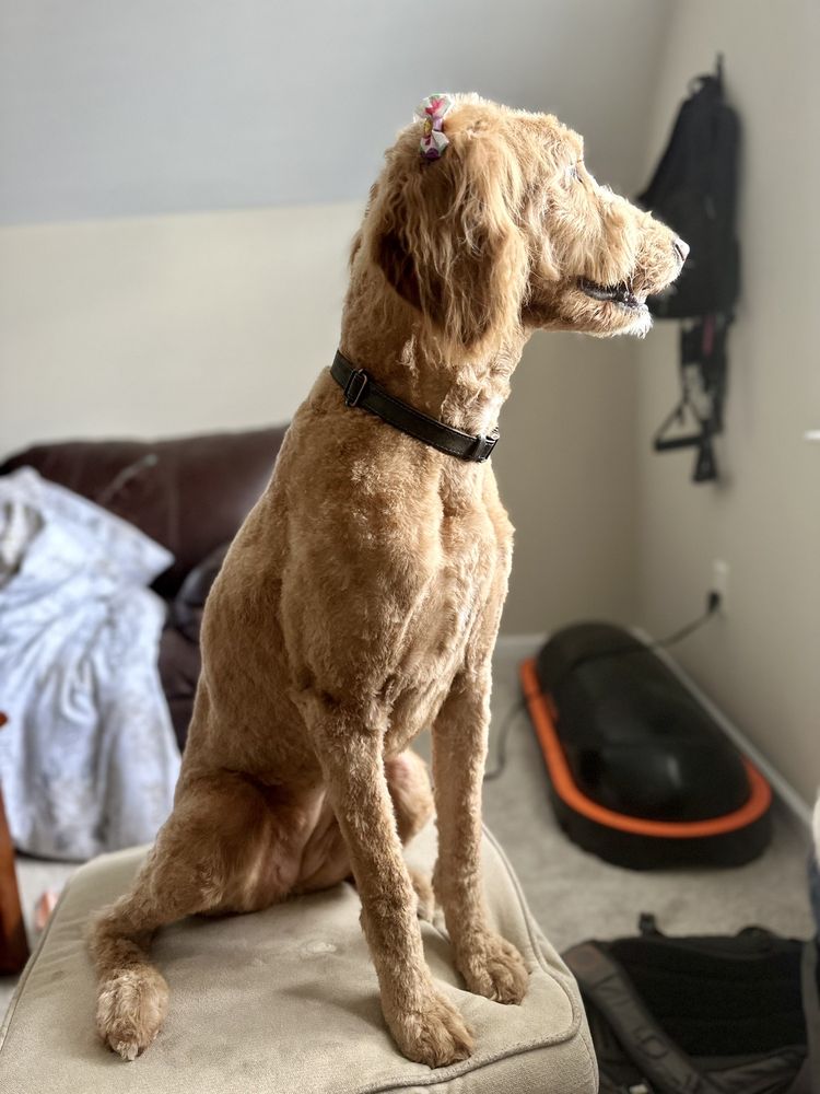 Urban Yap Pet Spa Image