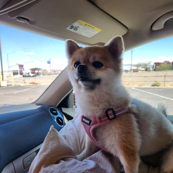 Nimbus Pet Hospital - Miss Sugar Biscuit - Veterinarians Near Me - Tigard, Oregon Nimbus Pet Hospital - Miss Sugar Biscuit - Veterinarians Near Me - Tigard, Oregon