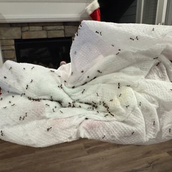 Northwest Exterminating - Pest Control Near Me - Dallas, Georgia