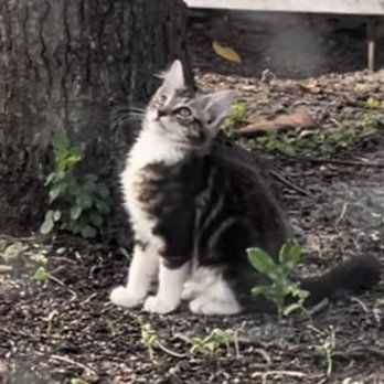 Bravo Animal Clinic - Piper alive before going to Bravo - Veterinarians Near Me - Cutler Bay, Florida Bravo Animal Clinic - Piper alive before going to Bravo - Veterinarians Near Me - Cutler Bay, Florida