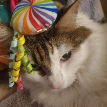 MedVet Mountain View - Thanks to MedVet and their trusted & knowledgeable staff, our cat survived an emergency. - Veterinarians Near Me - Mountain View, California