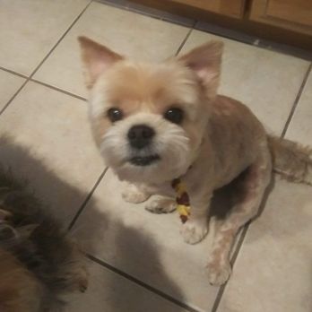 Groomingdale's Pet Spa - My molly just got groomed Groomingdales - Pet Groomers Near Me - Easton, Pennsylvania Groomingdale's Pet Spa - My molly just got groomed Groomingdales - Pet Groomers Near Me - Easton, Pennsylvania