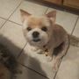 Photo of Groomingdale's Pet Spa