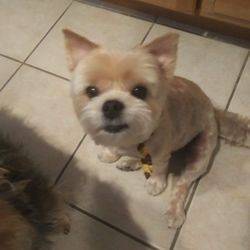 Groomingdale's Pet Spa - My molly just got groomed Groomingdales