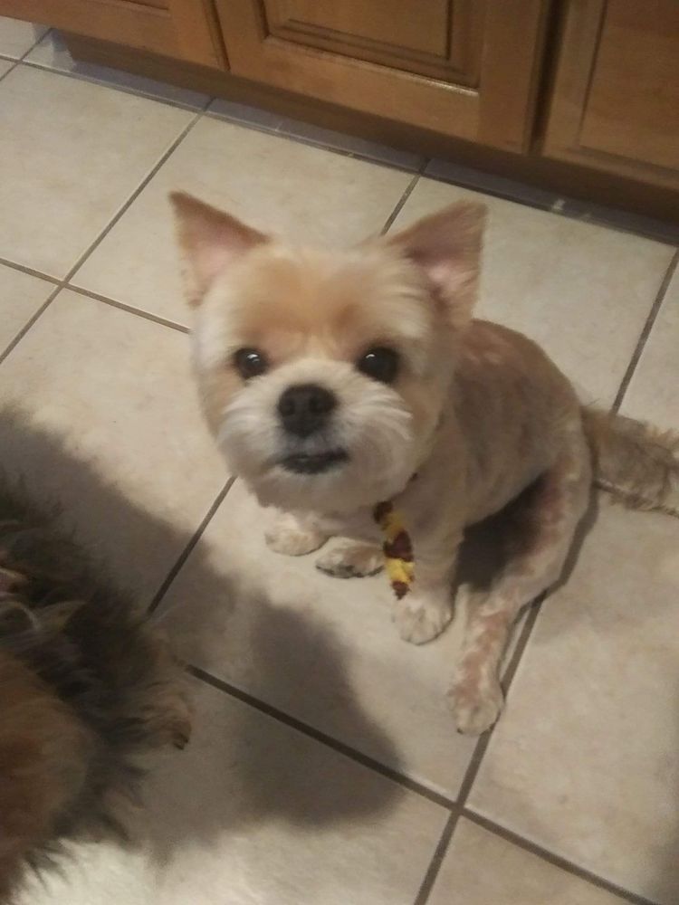 Groomingdale's Pet Spa Image