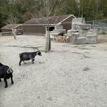Metro Richmond Zoo - Farm animals - Zoos Near Me - Moseley, Virginia