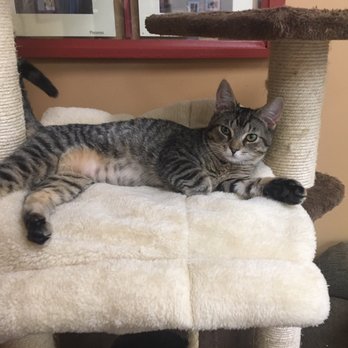 Treetops Kitty Cafe - Pet Adoption Near Me - Kennett Square, Pennsylvania