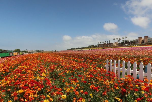 The Flower Fields by null