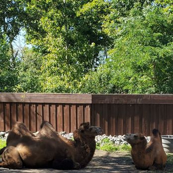 Utica Zoo - Camels - Zoos Near Me - Utica, New York Utica Zoo - Camels - Zoos Near Me - Utica, New York