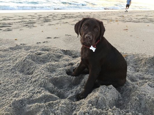 Jeanine's Pet Sitting, llc