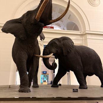 Field Museum - Museums Near Me - Chicago, Illinois
