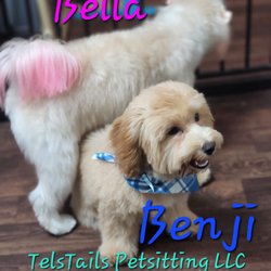 TelsTails Petsitting - Grooming siblings