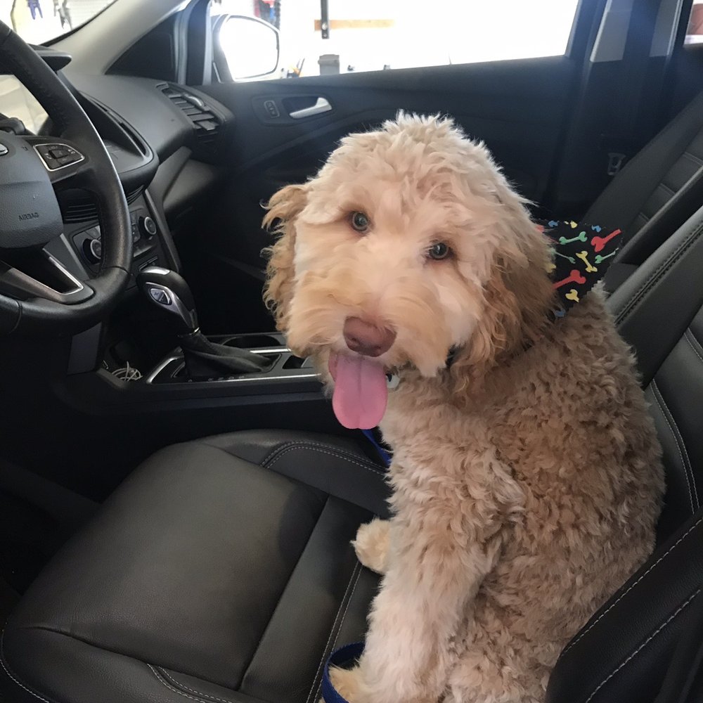 Fur Babies - After - Pet Groomers Near Me - Glenview, Illinois