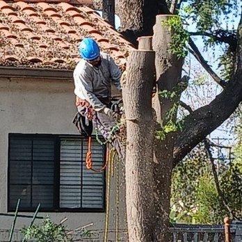 Tony Macias Tree Experts - Tree Services Near Me Tony Macias Tree Experts - Tree Services Near Me