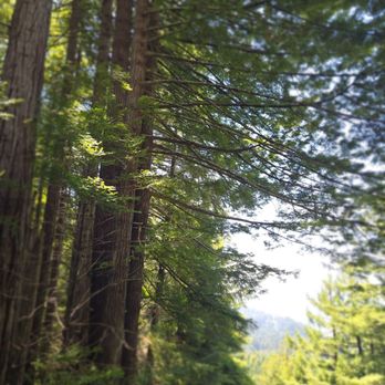 The Redwood Path - Walking Tours Near Me