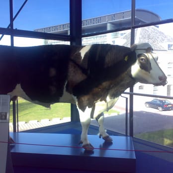 Naturalis Museum - Hermann the Bull - Kids Activities Near Me