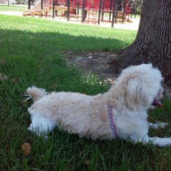 McKinney Colony Park - He's chillin!