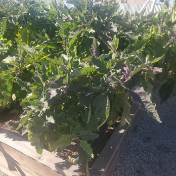 Alma Backyard Farm - Farmers Market Near Me - Compton, California Alma Backyard Farm - Farmers Market Near Me - Compton, California