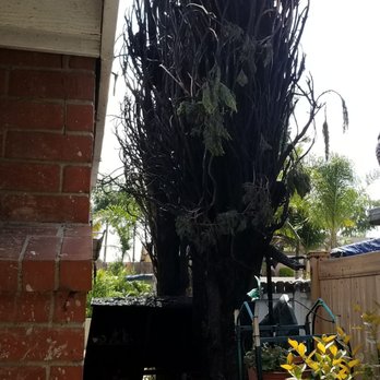 Vargas Tree Service - Burnt trees before Vargas removed - Tree Services Near Me - Anaheim, California Vargas Tree Service - Burnt trees before Vargas removed - Tree Services Near Me - Anaheim, California