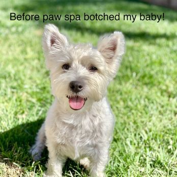 The Paw Spa - Before they botched my dog - Pet Groomers Near Me - Corona, California