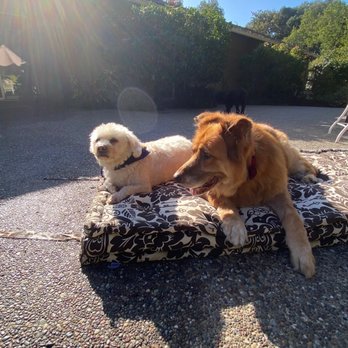 Darla's Dog Wash - Candie & Mazie - Pet Groomers Near Me - Los Angeles, California