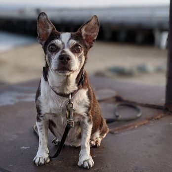 Doug's Dog Walking - Elsie at the Chula Vista Marina - Dog Walkers Near Me - San Diego, California Doug's Dog Walking - Elsie at the Chula Vista Marina - Dog Walkers Near Me - San Diego, California