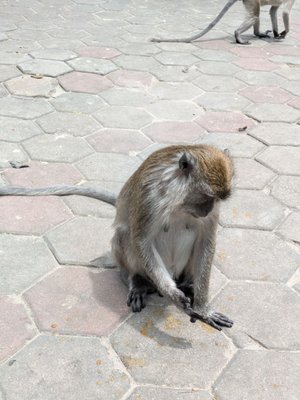 Batu Caves by null
