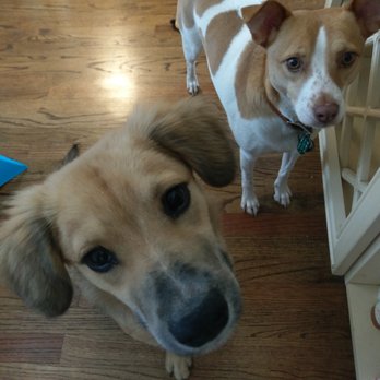 All Friends Pet Care - Where is Michele?  We want to go on a walk:) - Pet Sitting Near Me