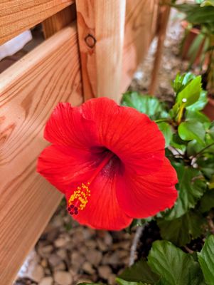 Buffalo and Erie County Botanical Gardens by null