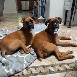Our girls are happier and healthier because of Peoria Pet Mart!!