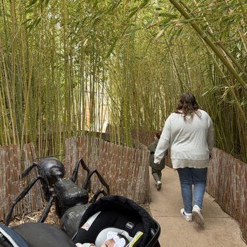 ABQ BioPark Botanic Garden - Bamboo and botanical garden - Botanical Gardens Near Me - Albuquerque, New Mexico ABQ BioPark Botanic Garden - Bamboo and botanical garden - Botanical Gardens Near Me - Albuquerque, New Mexico